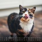 Kalender mit August-Daten unten, junge Katze schleckt sich über die Nase auf Holzboden, unscharfer Hintergrund.