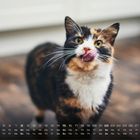 Kalender für August mit einer Katze, die sich über die Nase leckt, auf einem Holzboden.