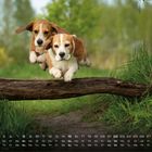 Kalender mit Zahlen 1 bis 31. Zwei Beagle springen fröhlich über einen Baumstamm in einer grünen, natürlichen Umgebung.