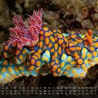 Kalender mit Monatstagen am unteren Rand. Bunte Nacktschnecke, orange-blaues Muster, rötliche Tentakel oben.