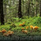 Kalender August: Zahlen und Wochentage in einer grünen Waldszene mit gelben Pilzen auf dem Waldboden.