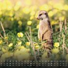 Kalendertage am unteren Rand, Zahlen von 1 bis 31, Wochentage in Abkürzungen. Erdmännchen steht in gelben Blumen.