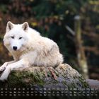 Kalender mit August-Daten. Ein weißer Wolf liegt auf einem moosbewachsenen Felsen vor verschwommenem Waldhintergrund.