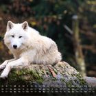 Kalenderdaten mit Wochentagen und Monatsnummer 8. Ein weißer Wolf ruht auf einem moosbedeckten Felsen im Wald.