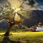 Es gibt keine Texte. Eine Hütte steht auf grünem Feld, ein Baum im Vordergrund, Sonne strahlt durch die Blätter.