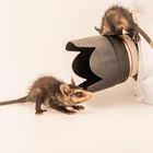 Zwei kleine Tiere mit langen Schwänzen erkunden ein großes Kameraobjektiv auf weißem Hintergrund.