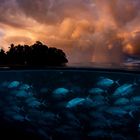 Über der Wasseroberfläche: dramatische, orange Wolken. Darunter: ein Schwarm glänzender Fische im dunklen Wasser.