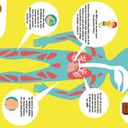 IN KÖRPER: Der Körper hat viele ORGANE, die zusammen funktionieren. Illustration eines Körpers mit Organen und Muskeln.