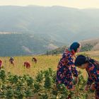Es gibt keinen Text. Frauen ernten in einem weiten Feld in bunter Kleidung, umgeben von hügeliger Landschaft.