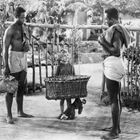 Zwei Männer tragen einen Stock mit einem Korb, in dem ein lächelndes Kind sitzt. Die Szene spielt in einem dörflichen Umfeld.