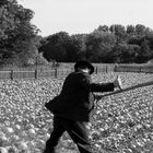 Ein Mann mit Hut mäht mit einer Sense ein großes Feld voller Kohlköpfe. Im Hintergrund stehen Bäume und ein Holzzaun.