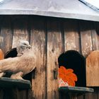 Eine graue Taube sitzt auf einem Holztaubenschlag. Ein Junge mit orangenen Haaren blickt aus einer Öffnung hervor.