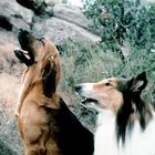 Zwei Hunde in Naturkulisse: Links ein großer brauner Hund mit hängenden Ohren, rechts ein Collie mit flauschigem Fell.