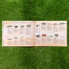 Aufklappbare Buchseite, "A Reptile Glossary Primer for Young Enthusiasts", enthält Illustrationen und Beschreibungen von Reptilien.