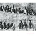 Text: "Thick-billed Murre colony". Eine Kolonie von Vögeln sitzt dicht gedrängt auf steinigen Klippen. Schwarz-Weiß-Farbtöne.