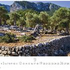 "Olivenhain" und "CASARES EDITION". Alte Olivenbäume vor Bergkulisse, steinige Erde und niedrige Steinmauer.