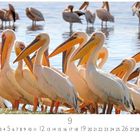 „Pelikane am Lake Nakuru“. Unten sind Kalendertage von 1 bis 30 aufgelistet, mit Schwerpunkt auf dem 9. und 12.