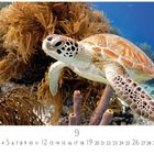 Text: "Wasserschildkröte", "CASARES EDITION", Kalenderzahlen. Eine Schildkröte schwimmt im klaren Wasser über Korallen.