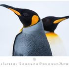 Zahlen von 1 bis 30, dann steht groß die Zahl 9. Zwei Königspinguine, einer im Vordergrund mit leuchtend gelben Markierungen.