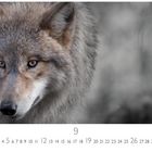 9, CASAReS EDITION. Ein Wolf schaut aufmerksam, sein Fell ist dicht und grau-braun.