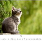 „Casares Edition, 9“. Eine graue Katze sitzt nach links schauend auf einem Ast vor unscharfem grünem Hintergrund.