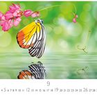 September: Ein bunter Schmetterling hängt an pinken Blüten über Wasser, das grüne Hintergrund reflektiert.