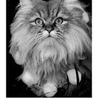 Kalender mit dem Monat September. Ein flauschiger, aufmerksam blickender Perserkater.