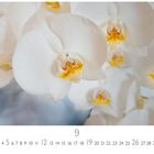Zahl 9 und Zahlen 1–30 am Bildrand. Weiße Orchideen mit gelben Akzenten im Hintergrund.