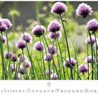 Kalenderblatt: September. Lila Blüten auf dünnen Stängeln, grüne Wiese, unscharfer Hintergrund, kleine Biene fliegt.
