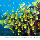 Zahl "9" und Kalendertage unten. Ein Schwarm gelb-schwarz gestreifter Fische im klaren blauen Wasser.