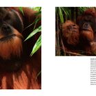 Texte: "Gentle Giant..." über Orang-Utans. Bilder zeigen zwei Orang-Utans im dichten Laubwerk.