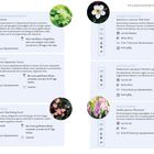 Pflanzenporträts: Gewöhnlicher Frauenmantel, Herbst-Anemone, Jakobsleiter, Prachtspiere. Beschreibungen, Tipps, Bilder.