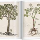 Links steht „Eychbaum“ und „CXXIX“, eine Eiche. Rechts steht „Sam Angelica“ und „LXVIII“, eine Engelwurz.