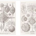 Eine Illustration zeigt detaillierte Zeichnungen von Radiolarien mit Beschriftungen wie "Stylocromyum" und "Centrocybus".