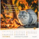 "Dankbarkeit ist der Schlüssel zur Schatzkammer des Lebens." Eine flauschige graue Katze sitzt im herbstlichen Laub. Oktober-Kalender.