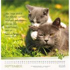 Text: "Alle Dinge sind in den Händen Gottes sicher geborgen. Was wir ihm anvertrauen, wird er behüten." Zwei Katzen im Gras.
