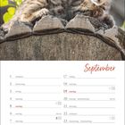 "September" in roter Schrift, darunter Kalenderdaten. Oben auf dem Holzstumpf sitzt ein kleines, getigertes Kätzchen.