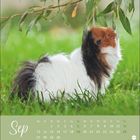 Text: Sep, Mo-So, Daten 1-30. Ein Meerschweinchen knabbert an einem Zweig im Gras.