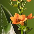 Ornithogalum dubium, orangefarbener Milchstern. Kalendermonat September. Foto von orangefarbenen Blüten.