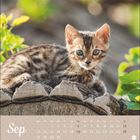 "Sep 1 2 3 4 5 6 7 8 9 10 11 12 13 14 15 16 17 18 19 20 21 22 23 24 25 26 27 28 29 30." Junges Kätzchen auf Baumstamm.