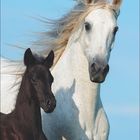 Text: "September"
Ein schwarzes Fohlen und ein weißes Pferd mit wehender Mähne vor blauem Himmel.