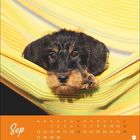 Kalenderseite September, oranger Hintergrund. Ein Hund blickt aus einer bunten Hängematte.