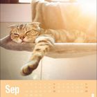 Kalenderblatt mit "Sep" in großen weißen Buchstaben. Entspannte Katze auf einem Kratzbaum im Sonnenlicht liegend.