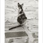 Unten steht "09". Eine Katze sitzt mit dem Rücken zur Kamera auf einem steinigen Weg.