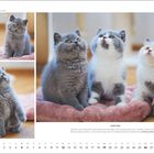 "BRITISCH-KURZHAAR-KÄTZCHEN, Fotos: Oliver Giel. Drei graue Kätzchen sitzen auf rosa Decke, schauen verspielt nach oben. September."