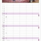 „Softies“ – Britisch Kurzhaar Kätzchen. Ein Kalender für September mit drei grauen Kätzchen.