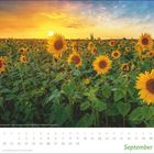 September-Kalenderblatt, Sonnenuntergang über einem Sonnenblumenfeld. Sonnige Farben und blühende Sonnenblumen.