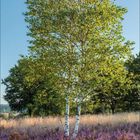 September 2017, Kalender mit einer Birke in einer Heidelandschaft, im Hintergrund ein blauer Himmel. Klar strukturiert.