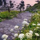 Kalender für September 2021. Ein Pfad mit weißen Blüten führt hinab zu einer Küste im Abendlicht, Mond am Himmel.