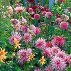 "g 2021" steht unten. Bunte Blumen blühen im Garten vor einem hölzernen Spalier und einem Haus mit roten Dachziegeln.